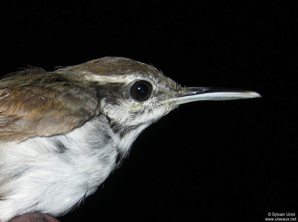 Collared Gnatwrenadult