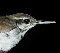 Collared Gnatwren