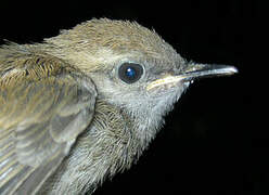 Collared Gnatwren