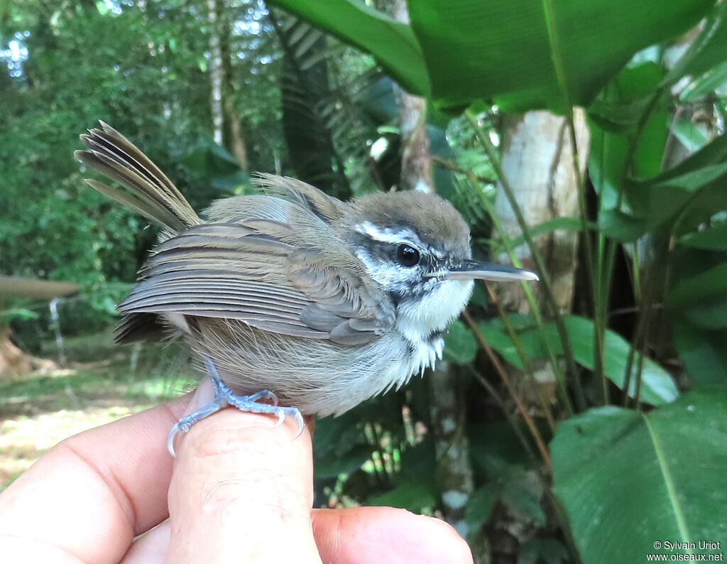 Collared Gnatwren