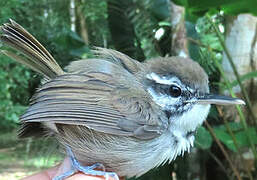 Collared Gnatwren