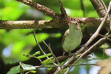 Microbate à long bec