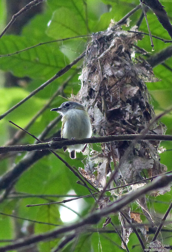 Short-tailed Pygmy Tyrant, Reproduction-nesting