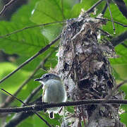 Short-tailed Pygmy Tyrant