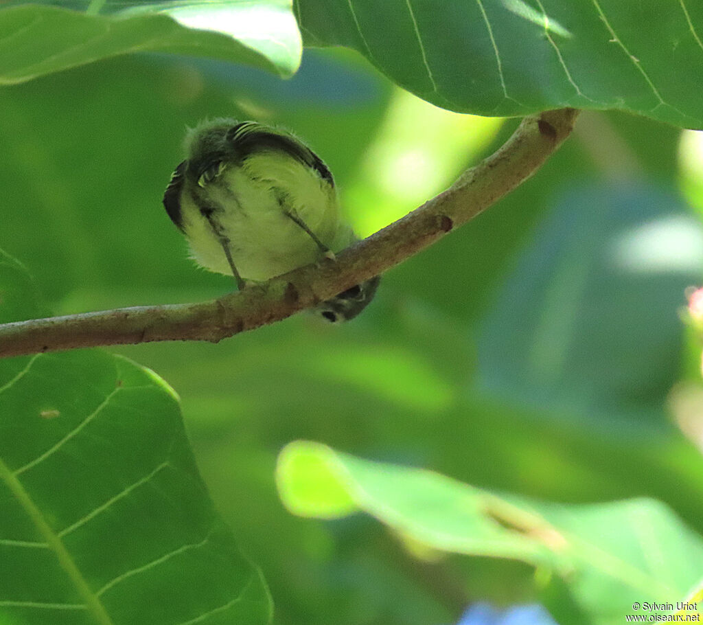 Short-tailed Pygmy Tyrantadult