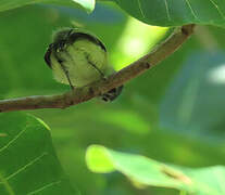 Short-tailed Pygmy Tyrant