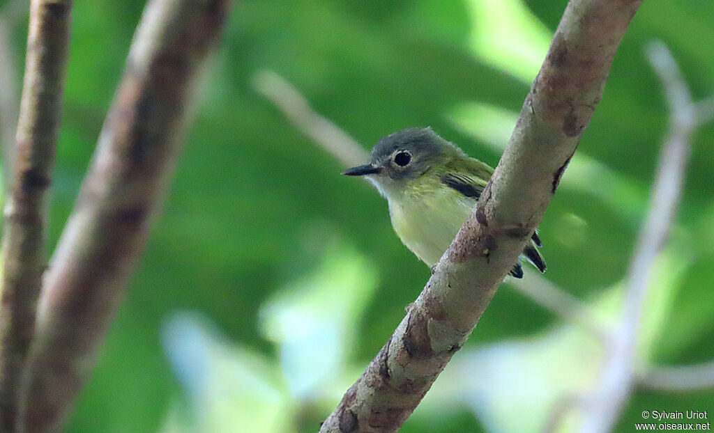 Short-tailed Pygmy Tyrantadult