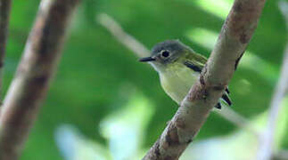 Short-tailed Pygmy Tyrant