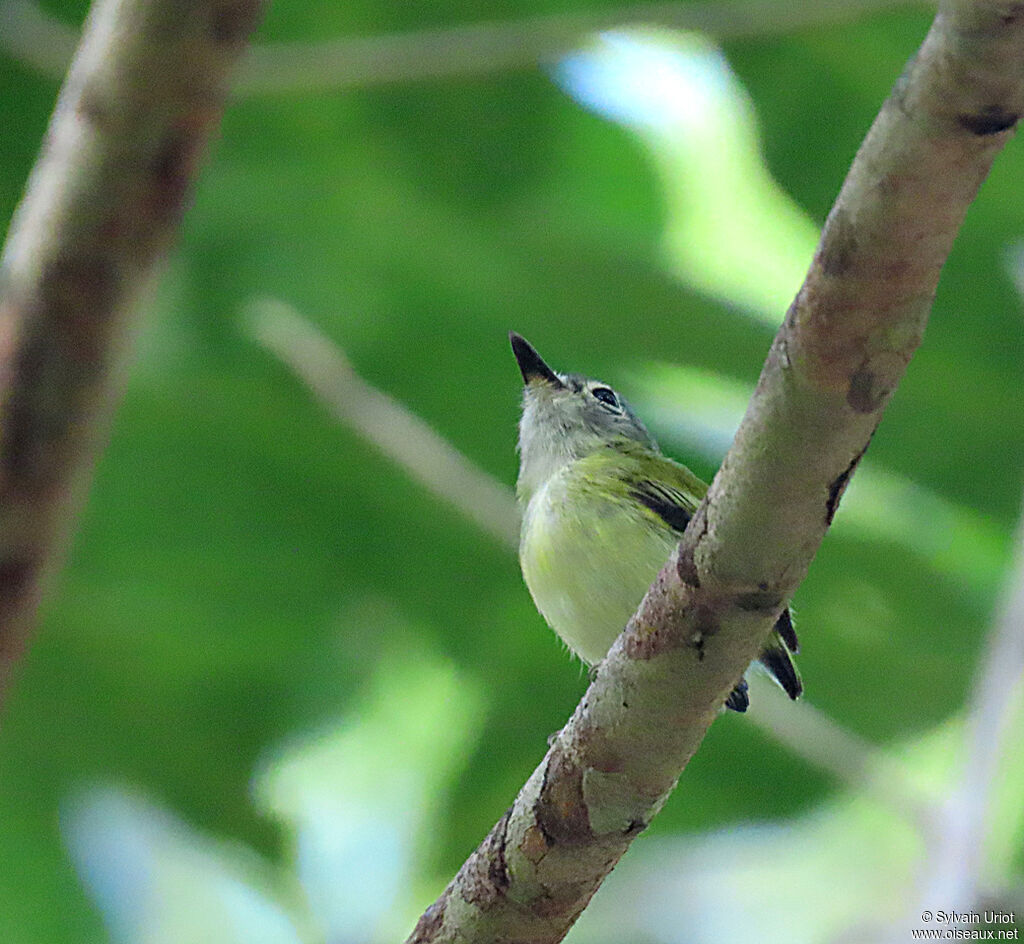 Short-tailed Pygmy Tyrantadult