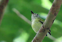 Short-tailed Pygmy Tyrant