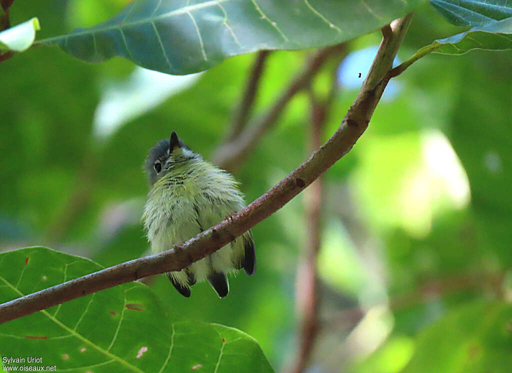 Short-tailed Pygmy Tyrantadult