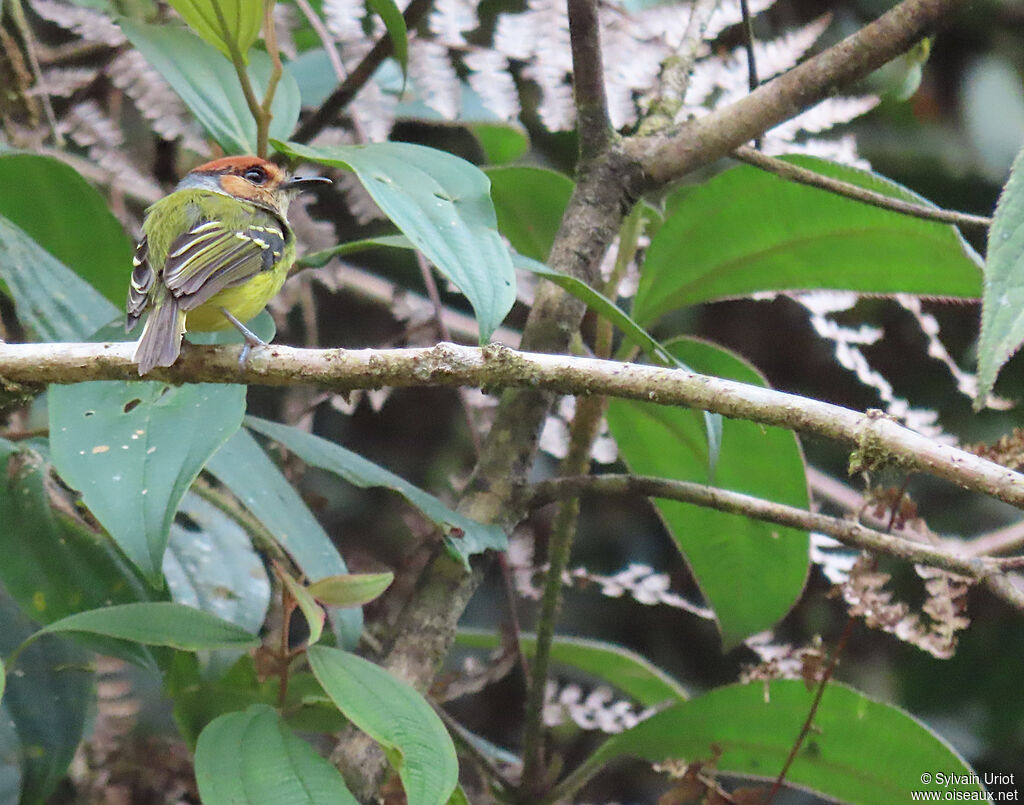 Rufous-crowned Tody-Flycatcheradult