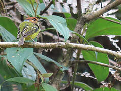 Rufous-crowned Tody-Flycatcher