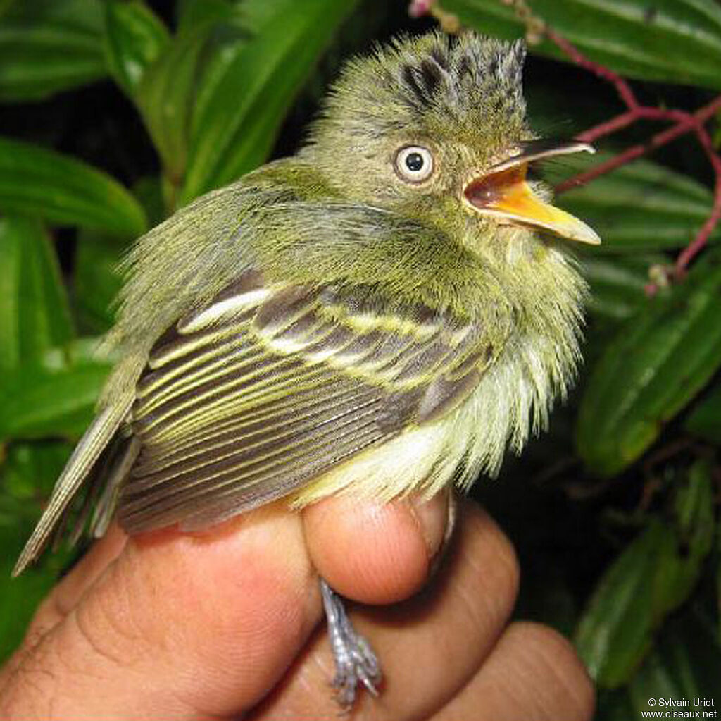 Double-banded Pygmy Tyrant female adult