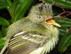 Double-banded Pygmy Tyrant