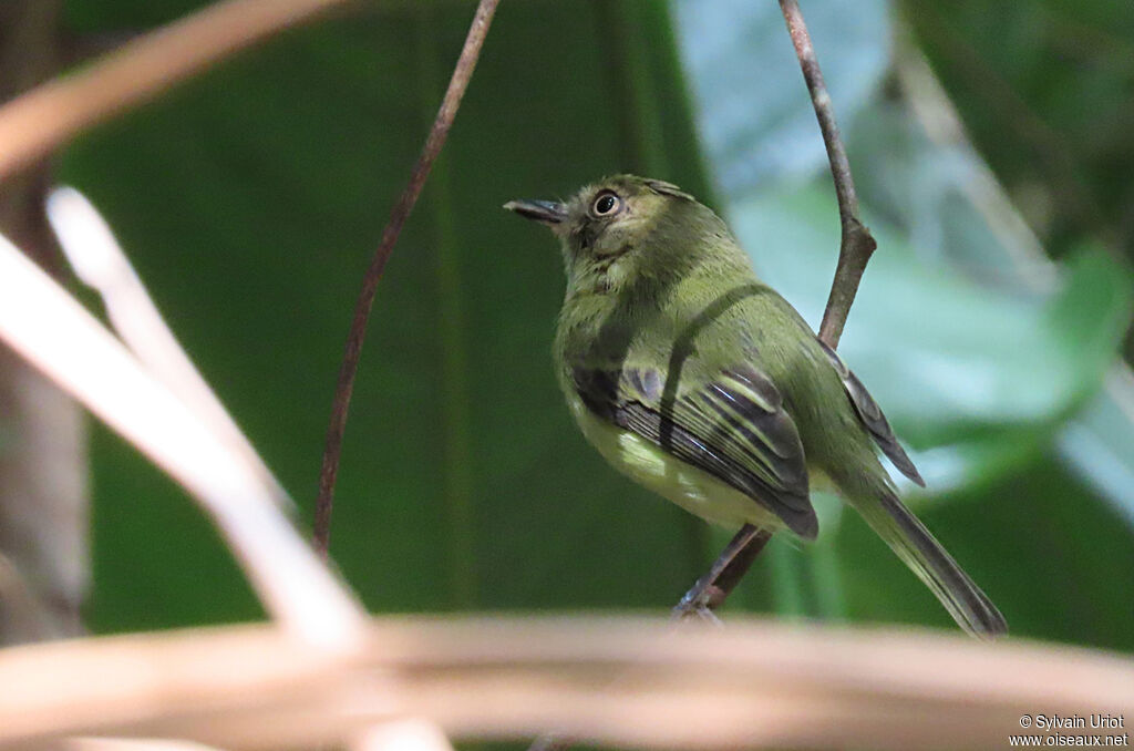 Helmeted Pygmy Tyrantadult