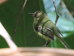 Helmeted Pygmy Tyrant