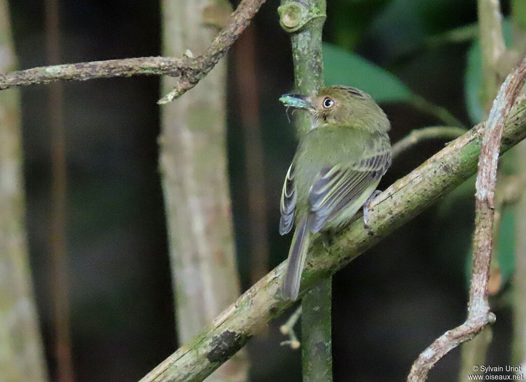 Helmeted Pygmy Tyrantadult