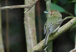 Helmeted Pygmy Tyrant