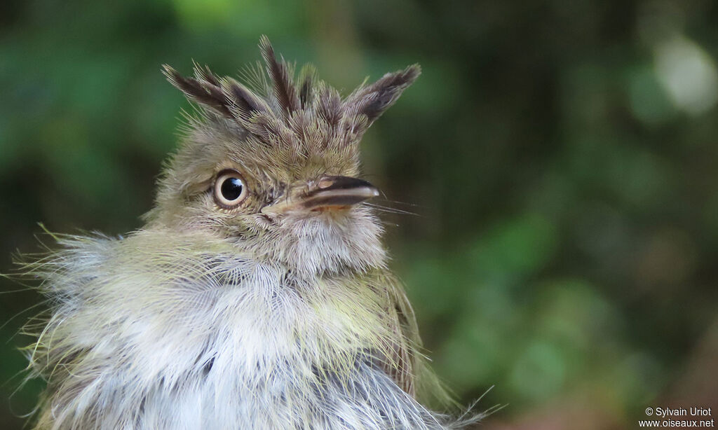 Helmeted Pygmy Tyrant male adult