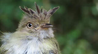 Helmeted Pygmy Tyrant