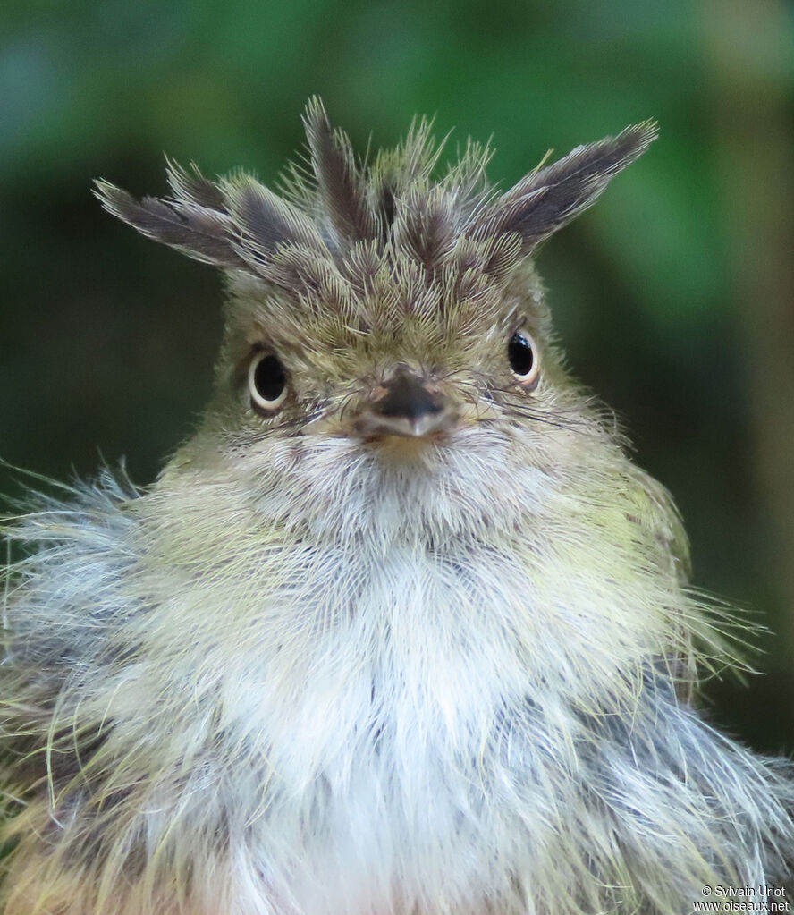 Helmeted Pygmy Tyrant male adult