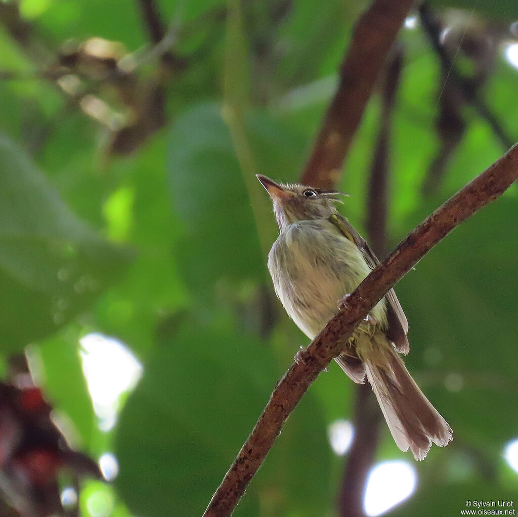 Helmeted Pygmy Tyrantadult