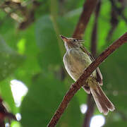 Helmeted Pygmy Tyrant