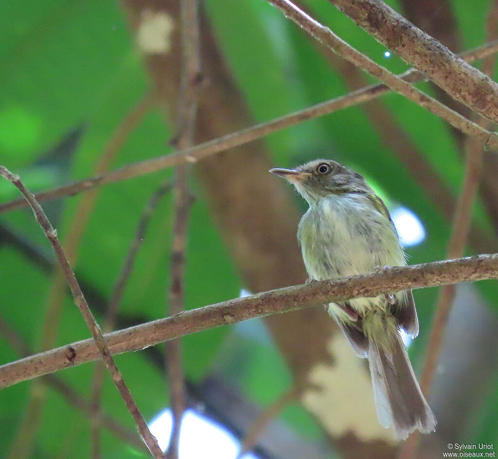 Helmeted Pygmy Tyrantadult