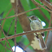 Helmeted Pygmy Tyrant