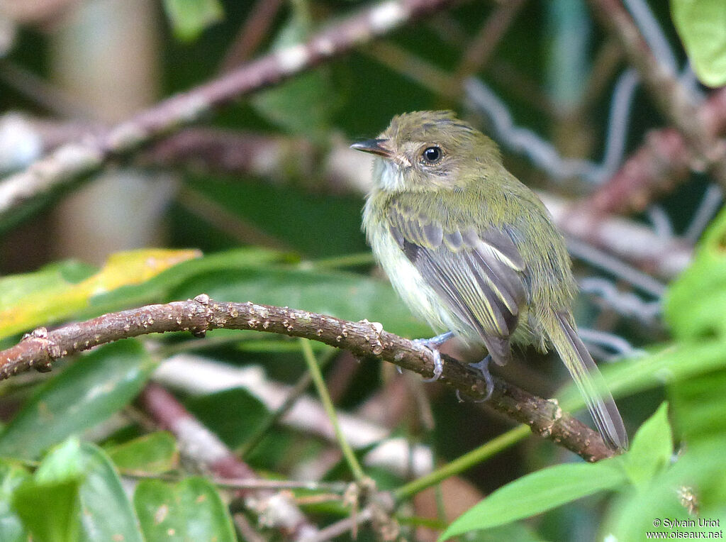 Helmeted Pygmy Tyrantjuvenile