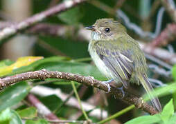 Helmeted Pygmy Tyrant