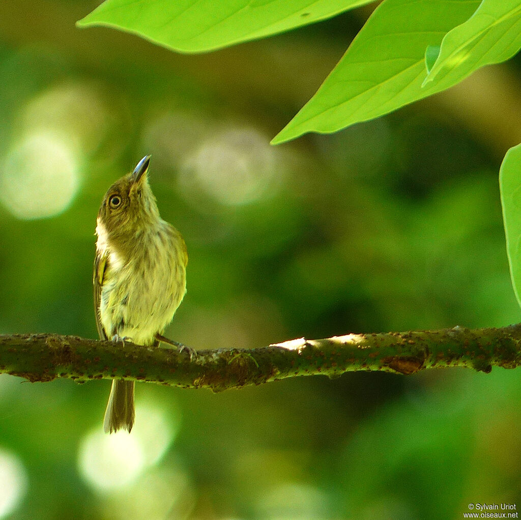 Helmeted Pygmy Tyrantadult