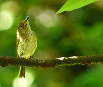 Helmeted Pygmy Tyrant