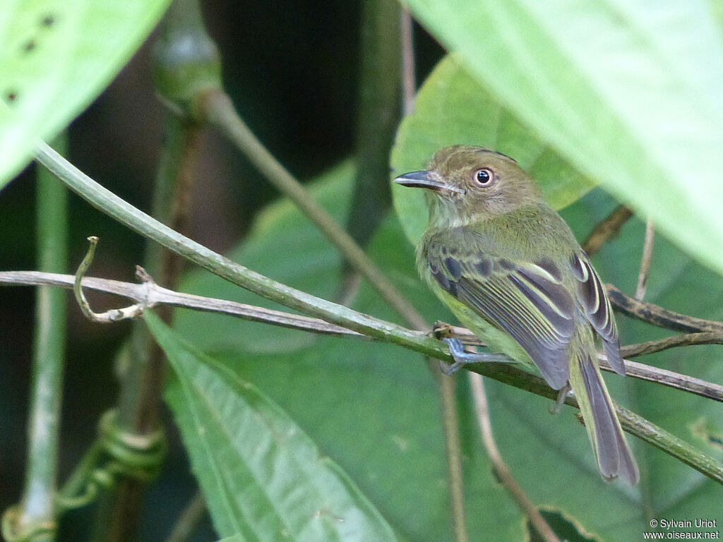 Helmeted Pygmy Tyrantadult