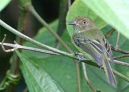 Helmeted Pygmy Tyrant