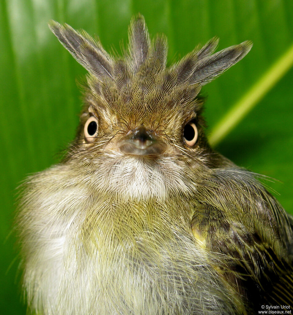 Helmeted Pygmy Tyrant male adult