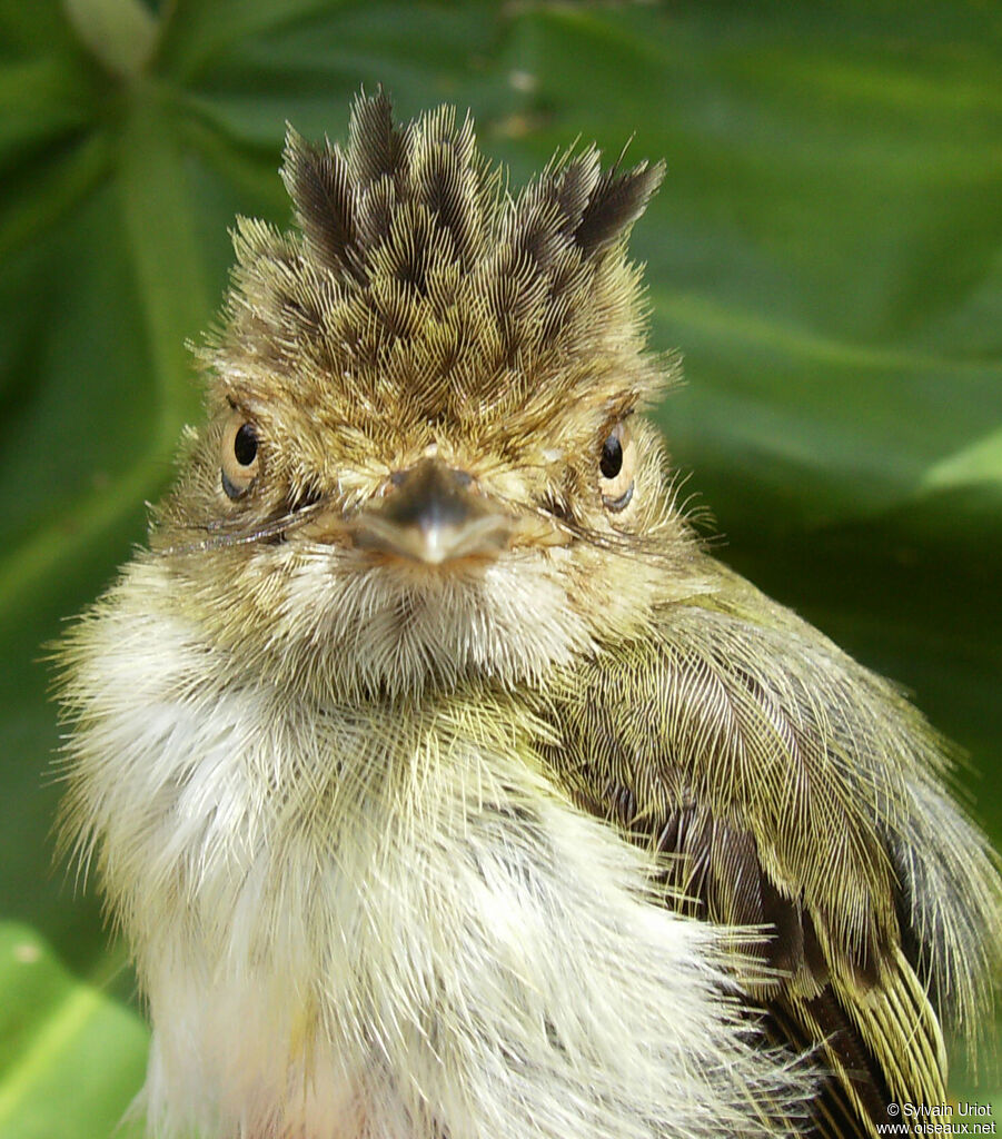 Helmeted Pygmy Tyrant female adult