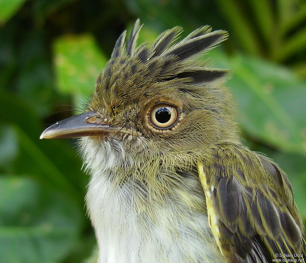 Helmeted Pygmy Tyrant male adult