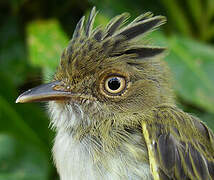 Helmeted Pygmy Tyrant