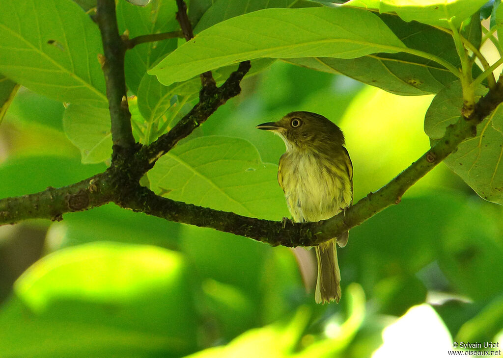 Helmeted Pygmy Tyrantadult