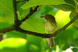 Helmeted Pygmy Tyrant