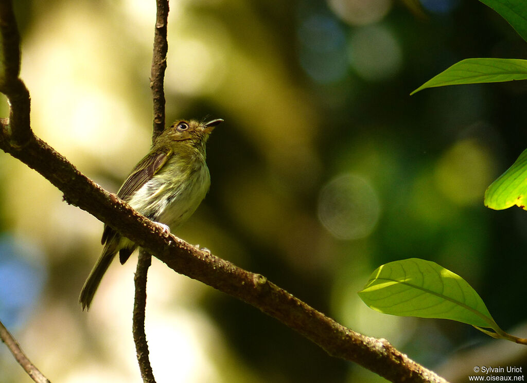 Helmeted Pygmy Tyrantadult