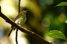 Helmeted Pygmy Tyrant