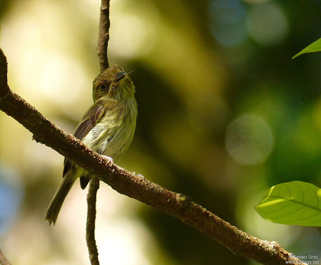 Helmeted Pygmy Tyrantadult