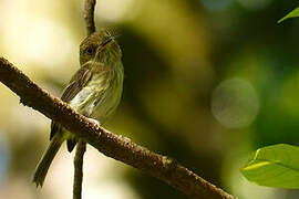 Helmeted Pygmy Tyrant