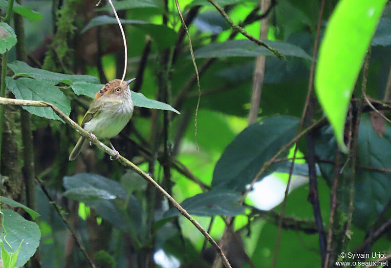 Scale-crested Pygmy Tyrantadult
