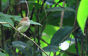 Scale-crested Pygmy Tyrant