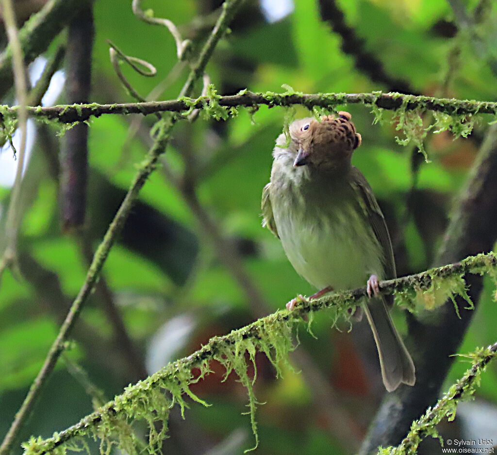 Scale-crested Pygmy Tyrantadult