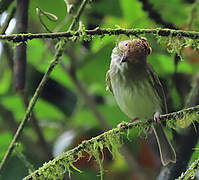 Scale-crested Pygmy Tyrant